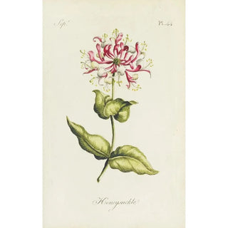 Carington Bowles - Honeysuckle.webp