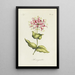Caprifoglio - Carington Bowles — quadro incorniciato alla parete