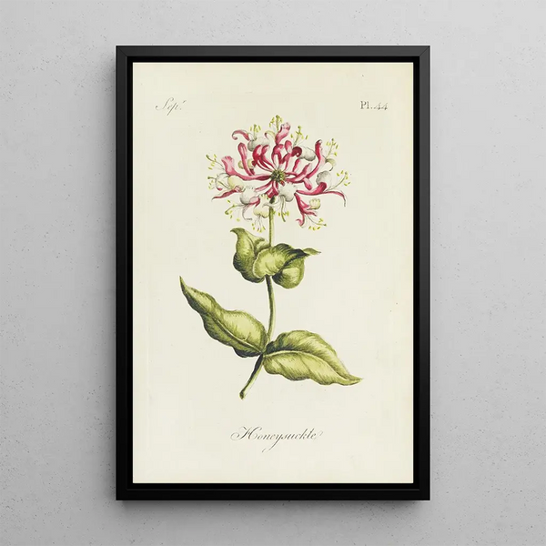 Caprifoglio - Carington Bowles — quadro incorniciato alla parete
