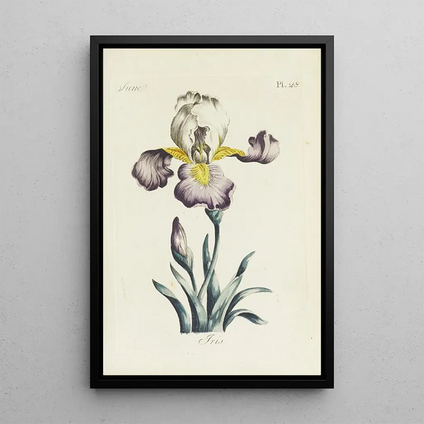Riproduzione del dipinto Iris - Carington Bowles