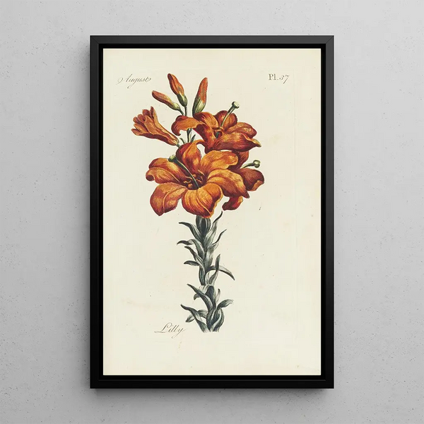 Lys - Carington Bowles — quadro incorniciato alla parete