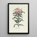 Riproduzione del dipinto Lychnis - Carington Bowles