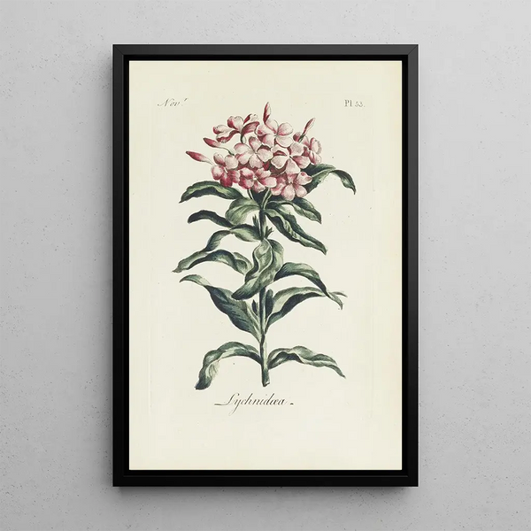 Riproduzione del dipinto Lychnis - Carington Bowles