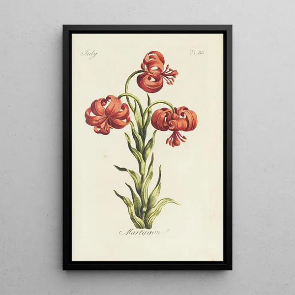 Lis martagon - Carington Bowles — quadro incorniciato alla parete