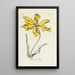 Riproduzione del dipinto Tulipano pappagallo - Carington Bowles