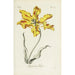 Riproduzione del dipinto Tulipano pappagallo - Carington Bowles