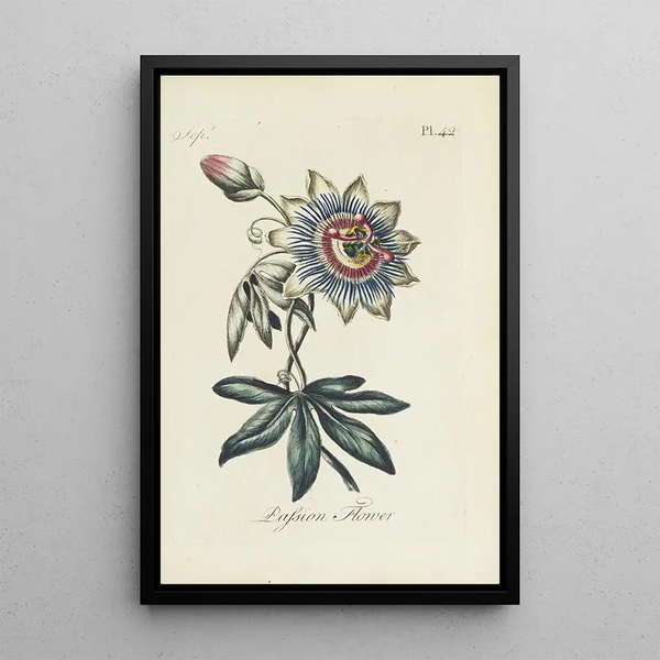 Riproduzione del dipinto Passiflore - Carington Bowles