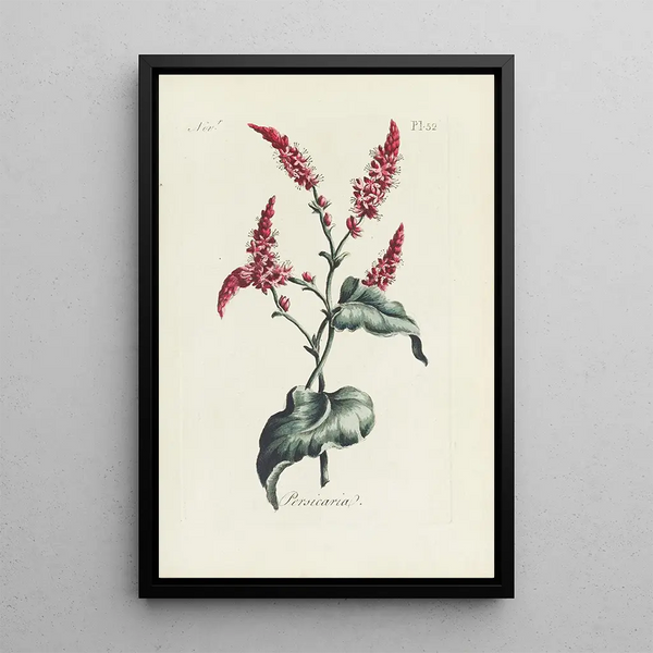 Renouée - Carington Bowles — quadro incorniciato alla parete