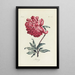 Peonia - Carington Bowles — quadro incorniciato alla parete