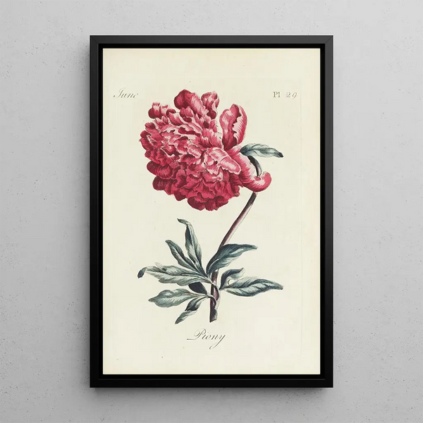 Peonia - Carington Bowles — quadro incorniciato alla parete