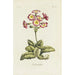 Polianthes - Carington Bowles — vista dell’opera
