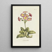 Polianthes - Carington Bowles — quadro incorniciato alla parete