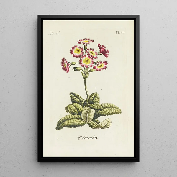 Polianthes - Carington Bowles — quadro incorniciato alla parete