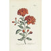 Fiori di melograno - Carington Bowles — vista dell’opera
