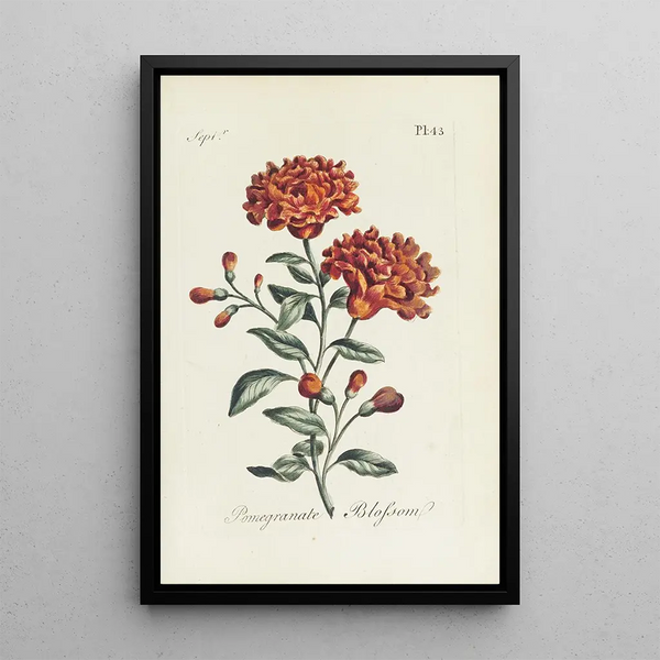 Fiori di melograno - Carington Bowles — quadro incorniciato alla parete