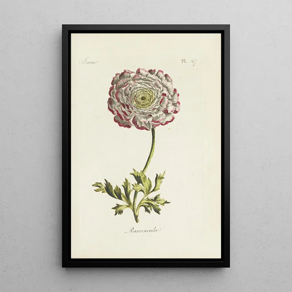 Renoncule - Carington Bowles — quadro incorniciato alla parete