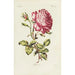 Rose - Carington Bowles — vista dell’opera