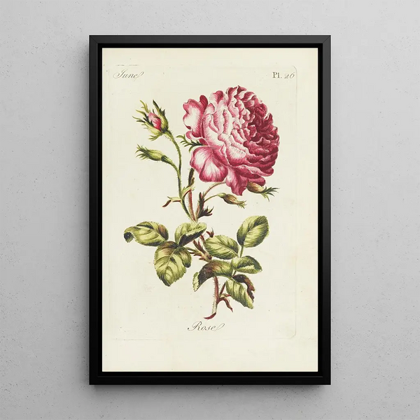 Rose - Carington Bowles — quadro incorniciato alla parete