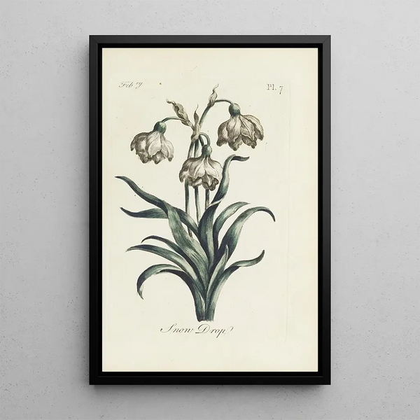 Perce-neige - Carington Bowles — quadro incorniciato alla parete