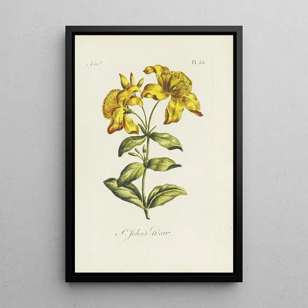 Millepertuis - Carington Bowles — quadro incorniciato alla parete