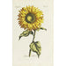 Girasole - Carington Bowles — vista dell’opera