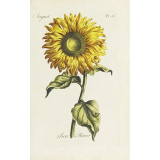 Carington Bowles - Sun flower.webp