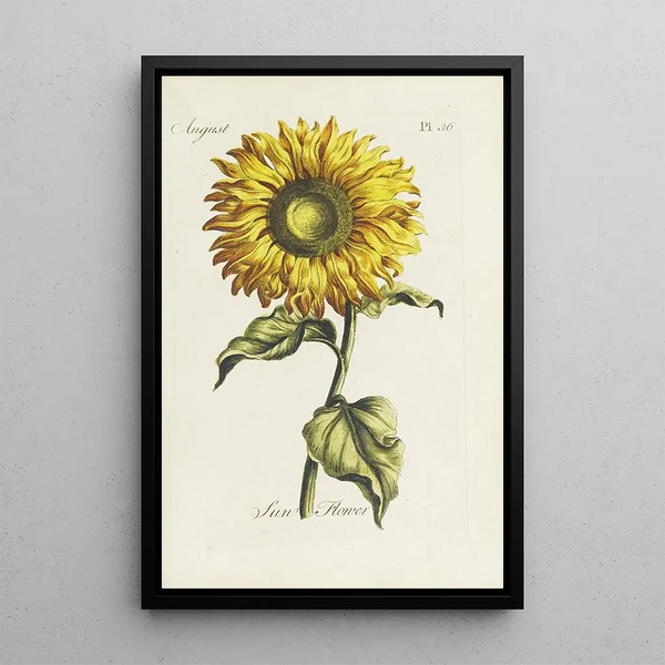 Girasole - Carington Bowles — quadro incorniciato alla parete