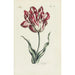 Tulipano - Carington Bowles — vista dell’opera
