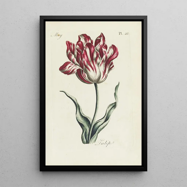Tulipano - Carington Bowles — quadro incorniciato alla parete