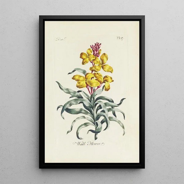 Giroflée - Carington Bowles — quadro incorniciato alla parete