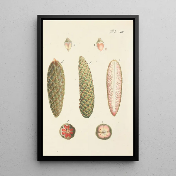 Illustrazione degli alberi selvatici, delle piante perenni e degli arbusti Pl012 - Carl Christoph Oelhafen von Schöllenbach — quadro incorniciato alla parete