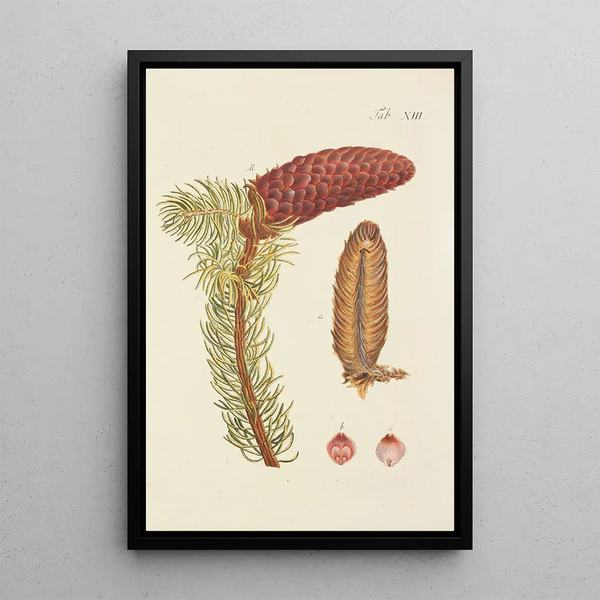 Illustrazione degli alberi selvatici, delle piante perenni e degli arbusti Pl013 - Carl Christoph Oelhafen von Schöllenbach