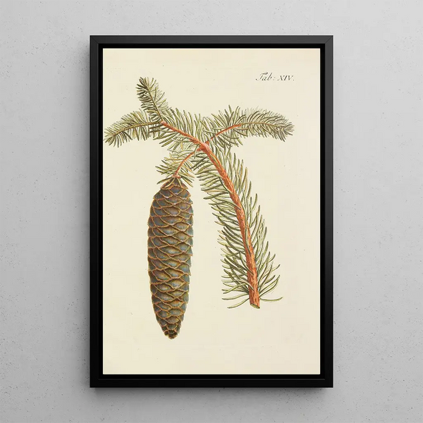 Illustrazione degli alberi selvatici, delle piante perenni e degli arbusti Pl014 - Carl Christoph Oelhafen von Schöllenbach — quadro incorniciato alla parete