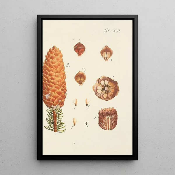 Illustrazione degli alberi selvatici, delle piante perenni e degli arbusti Pl016 - Carl Christoph Oelhafen von Schöllenbach — quadro incorniciato alla parete