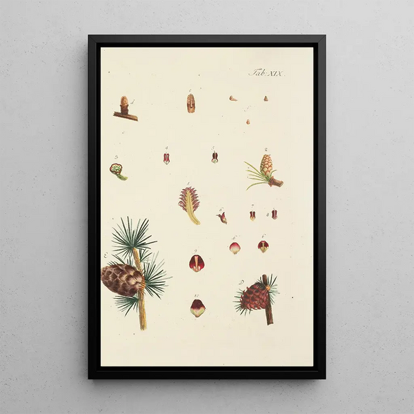 Illustrazione degli alberi selvatici, delle piante perenni e degli arbusti Pl019 - Carl Christoph Oelhafen von Schöllenbach