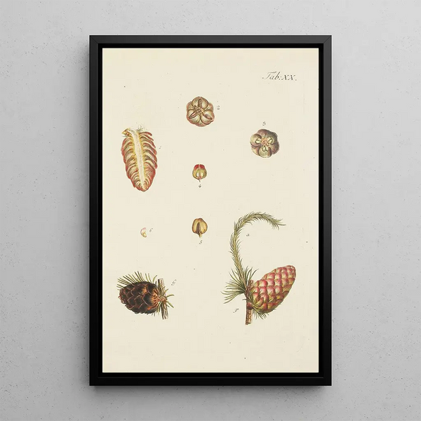 Illustrazione degli alberi selvatici, delle piante perenni e degli arbusti Pl020 - Carl Christoph Oelhafen von Schöllenbach — quadro incorniciato alla parete