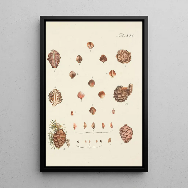 Illustrazione degli alberi selvatici, delle piante perenni e degli arbusti Pl021 - Carl Christoph Oelhafen von Schöllenbach — quadro incorniciato alla parete