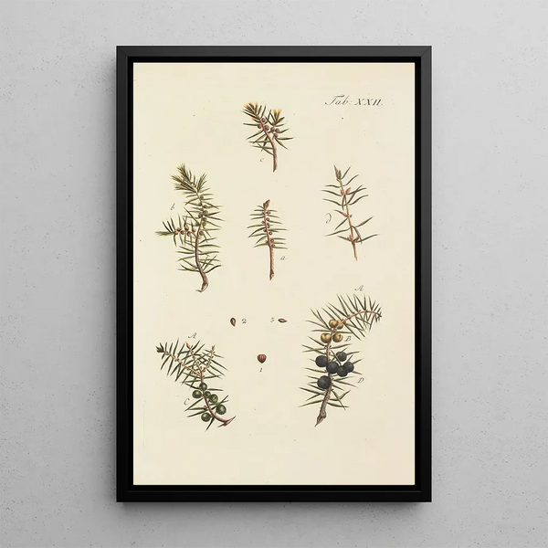 Illustrazione degli alberi selvatici, delle piante perenni e degli arbusti Pl022 - Carl Christoph Oelhafen von Schöllenbach — quadro incorniciato alla parete