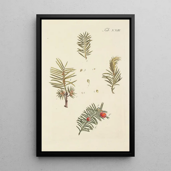 Illustrazione degli alberi selvatici, delle piante perenni e degli arbusti Pl023 - Carl Christoph Oelhafen von Schöllenbach — quadro incorniciato alla parete
