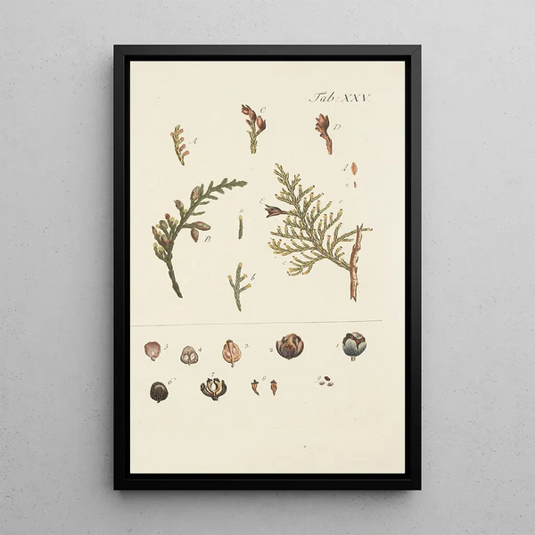Illustrazione degli alberi selvatici, delle piante perenni e degli arbusti Pl025 - Carl Christoph Oelhafen von Schöllenbach