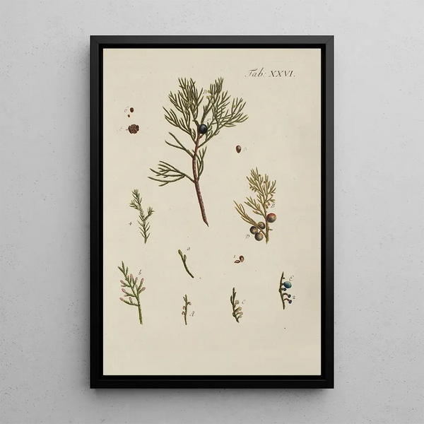 Illustrazione degli alberi selvatici, delle piante perenni e degli arbusti Pl026 - Carl Christoph Oelhafen von Schöllenbach