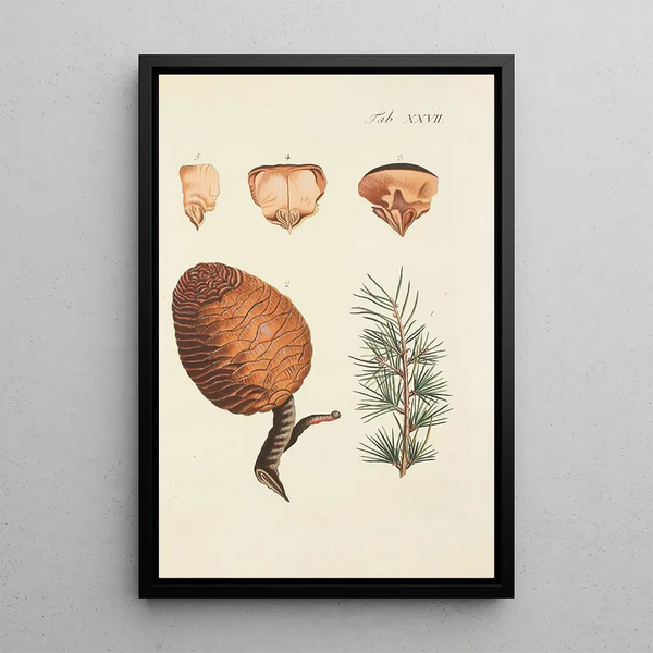 Illustrazione degli alberi selvatici, delle piante perenni e degli arbusti Pl027 - Carl Christoph Oelhafen von Schöllenbach — quadro incorniciato alla parete