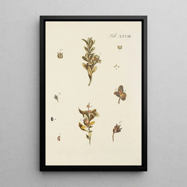 Illustrazione degli alberi selvatici, delle piante perenni e degli arbusti Pl028 - Carl Christoph Oelhafen von Schöllenbach — quadro incorniciato alla parete