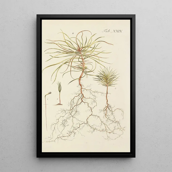 Illustrazione degli alberi selvatici, delle piante perenni e degli arbusti Pl029 - Carl Christoph Oelhafen von Schöllenbach — quadro incorniciato alla parete