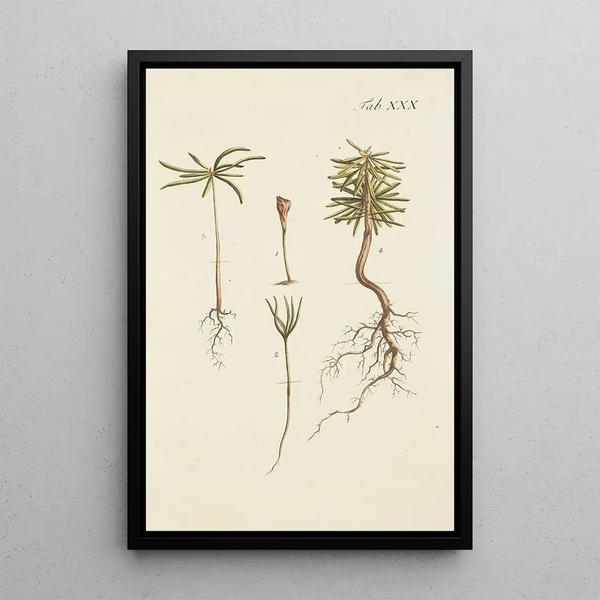 Illustrazione degli alberi selvatici, delle piante perenni e degli arbusti Pl030 - Carl Christoph Oelhafen von Schöllenbach — quadro incorniciato alla parete
