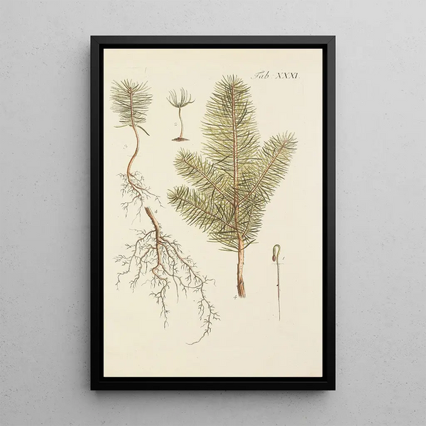 Illustrazione degli alberi selvatici, delle piante perenni e degli arbusti Pl031 - Carl Christoph Oelhafen von Schöllenbach — quadro incorniciato alla parete