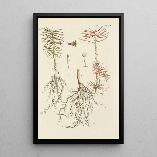 Illustrazione degli alberi selvatici, delle piante perenni e degli arbusti Pl032 - Carl Christoph Oelhafen von Schöllenbach — quadro incorniciato alla parete