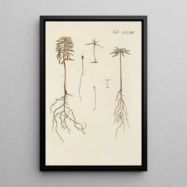 Illustrazione degli alberi selvatici, delle piante perenni e degli arbusti Pl033 - Carl Christoph Oelhafen von Schöllenbach — quadro incorniciato alla parete