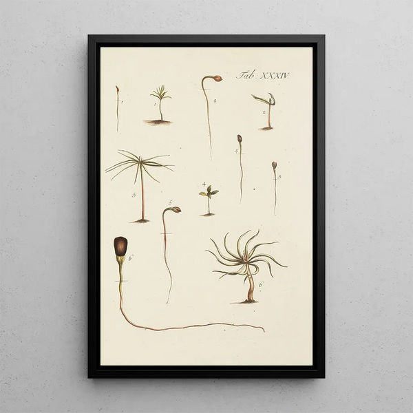 Illustrazione degli alberi selvatici, delle piante perenni e degli arbusti Pl034 - Carl Christoph Oelhafen von Schöllenbach — quadro incorniciato alla parete