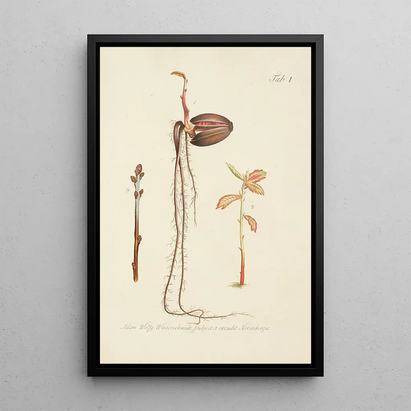 Illustrazione degli alberi selvatici, delle piante perenni e degli arbusti Pl035 - Carl Christoph Oelhafen von Schöllenbach